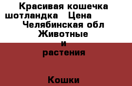 Красивая кошечка шотландка › Цена ­ 3 000 - Челябинская обл. Животные и растения » Кошки   . Челябинская обл.